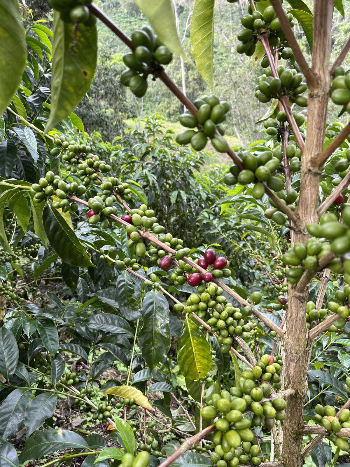Kebun Kopi Telomoyo