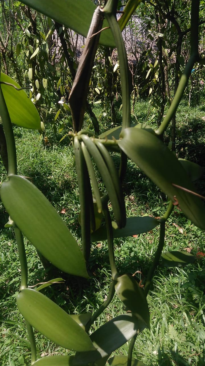 Kebun Vanili Telomoyo