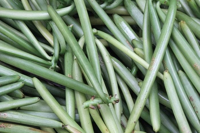 Vanili Hijau Telomoyo